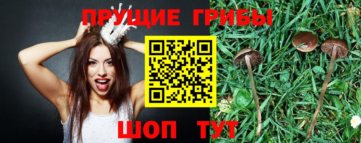 как найти   Псилоцибиновые грибы MAGIC MUSHROOMS  Вход с VPN  Галлюциногенные грибы MAGIC MUSHROOMS  Тайшет 
